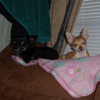 Cheryl Bedell Photo 3