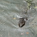 Virginia Beaver Photo 22