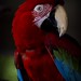 Ricky Wing Photo 15