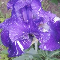 Vicki Lockhart Photo 9