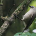 Robin Whitehead Photo 31