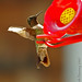 Arthur Ruby Photo 7
