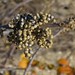 Sandy Berry Photo 22