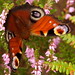 Heather Peacock Photo 19