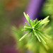 Rosemary Sharp Photo 4