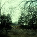 Forrest Guthrie Photo 5