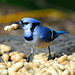 Jay Peck Photo 18