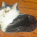 Heidi Parrish Photo 13