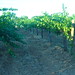 Bob Vineyard Photo 8