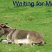 Martha Pigott Photo 10
