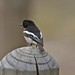 Robin Clements Photo 20