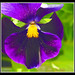 Marie Flowers Photo 9