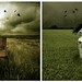 Carmen Fields Photo 17