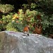 Robin Roe Photo 12