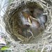 Robin Mcclintock Photo 21