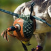 Jessie Hawk Photo 10