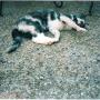 Sarah Strange Photo 27