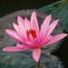 Flor Laos Photo 12