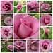 Rose Angel Photo 18