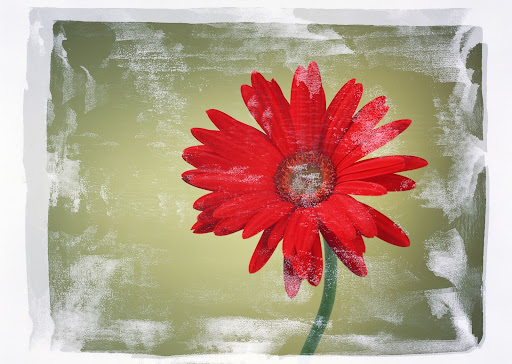 Binh To Photo 26