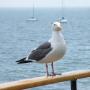 Robert Callis Photo 8