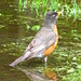 Robin Field Photo 31