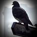 Jonathan Crow Photo 14
