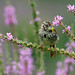 Heather Sparrow Photo 21