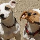 Jack Russell Photo 9