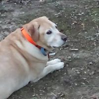 Elizabeth Costello Photo 22 Elizabeth Costello Photo 22