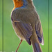 Robin Golden Photo 30