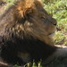 Leon Lowe Photo 11