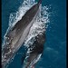 Cesar Andrade Photo 25