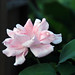 Rose Yang Photo 31