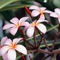 Jane Kidd Photo 8