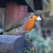 Robin Sutherland Photo 30