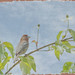 Virginia Robbin Photo 6