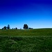 Bruce Field Photo 38