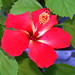 Debbie Flowers Photo 16