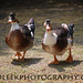 Donald Arnold Photo 41