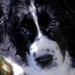 Shelly Springer Photo 12