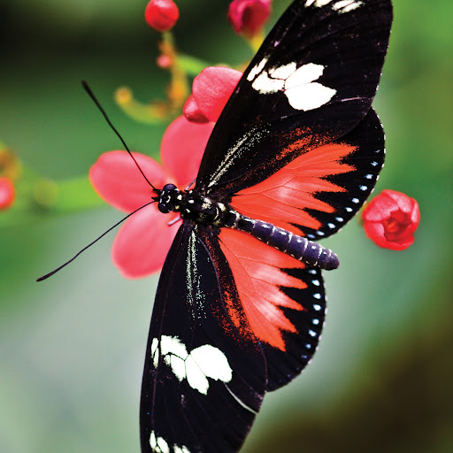 Debra Mcpherson Photo 33