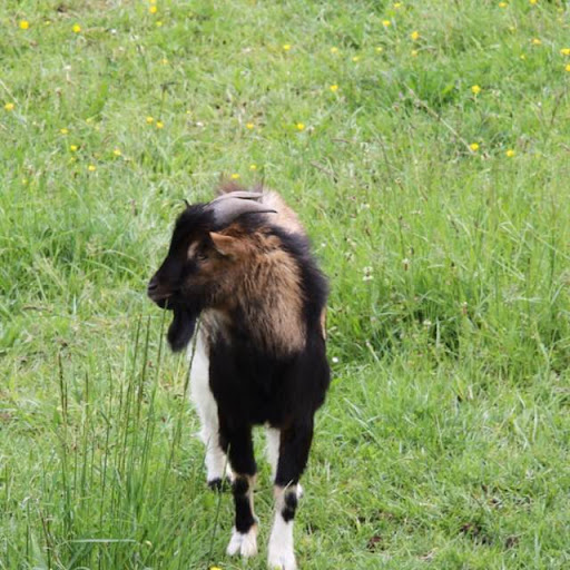 Susan Cawley Photo 32