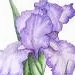 Kathy Abbott Photo 8