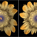 Julia Flowers Photo 12