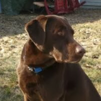 Shawna Hendrickson Photo 4