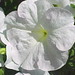 Ann Coker Photo 27