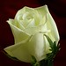Rose Green Photo 10