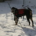 Archie Vest Photo 11