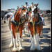 Don Sorenson Photo 19